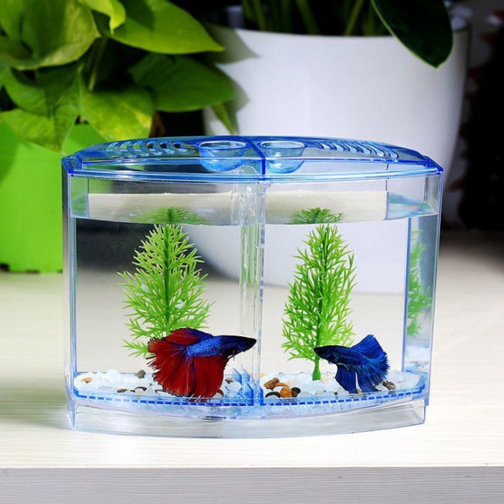 Aquarium Fish Betta - Przezroczyste akwarium Betta, dwusiatkowe akwarium z