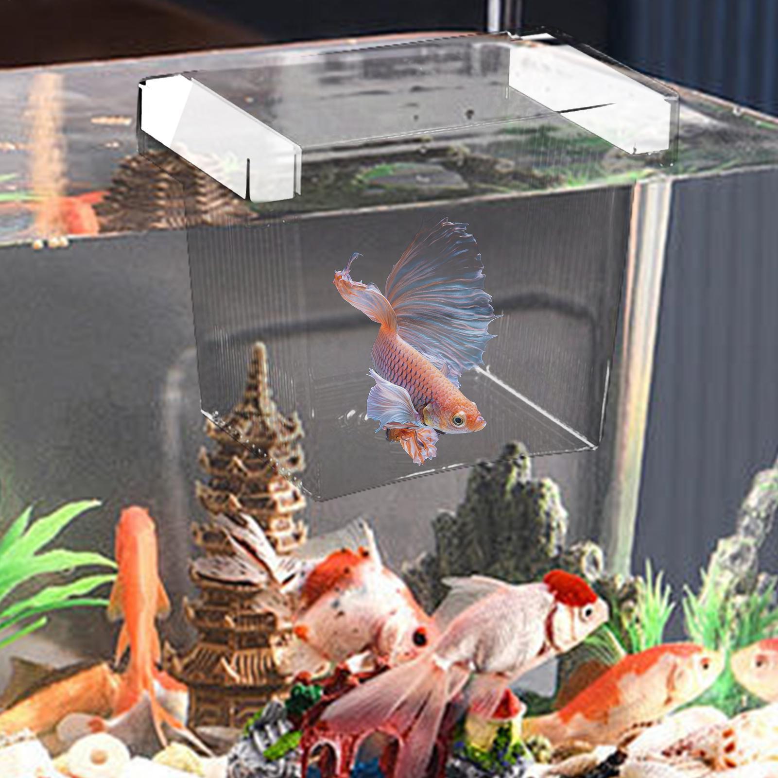 Pływający pojemnik do hodowli  – Aquarium Fish Betta recenzja i cena