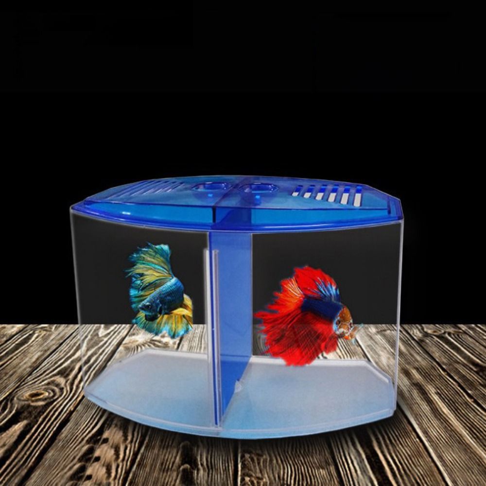 Przezroczyste akwarium Betta,  – Aquarium Fish Betta recenzja i cena